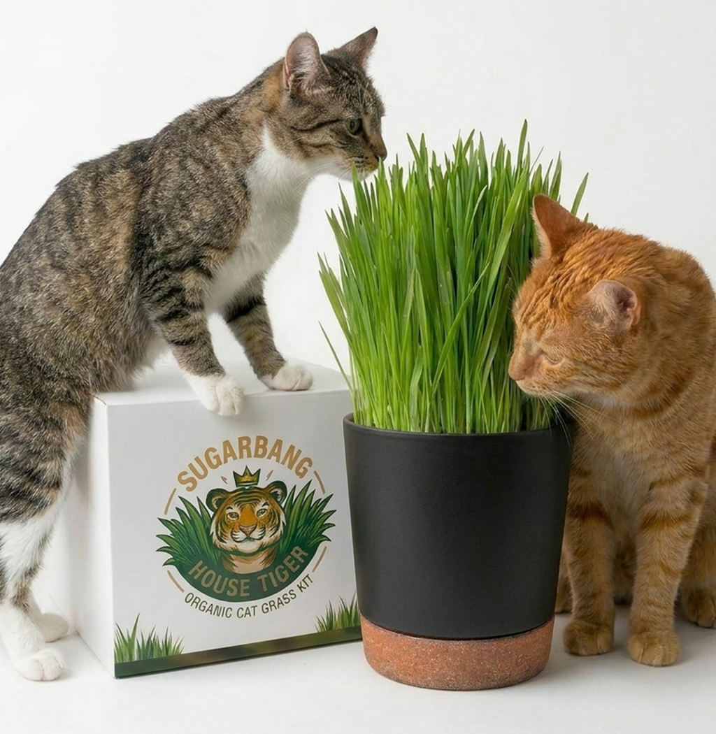 House Tiger Organic Cat Grass Kit for Indoor Cats