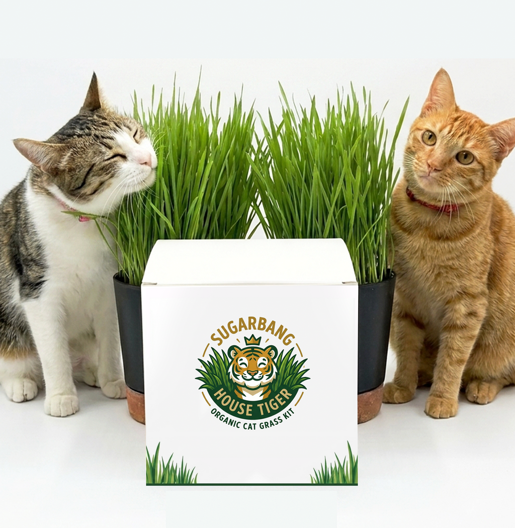 House Tiger Organic Cat Grass Kit for Indoor Cats