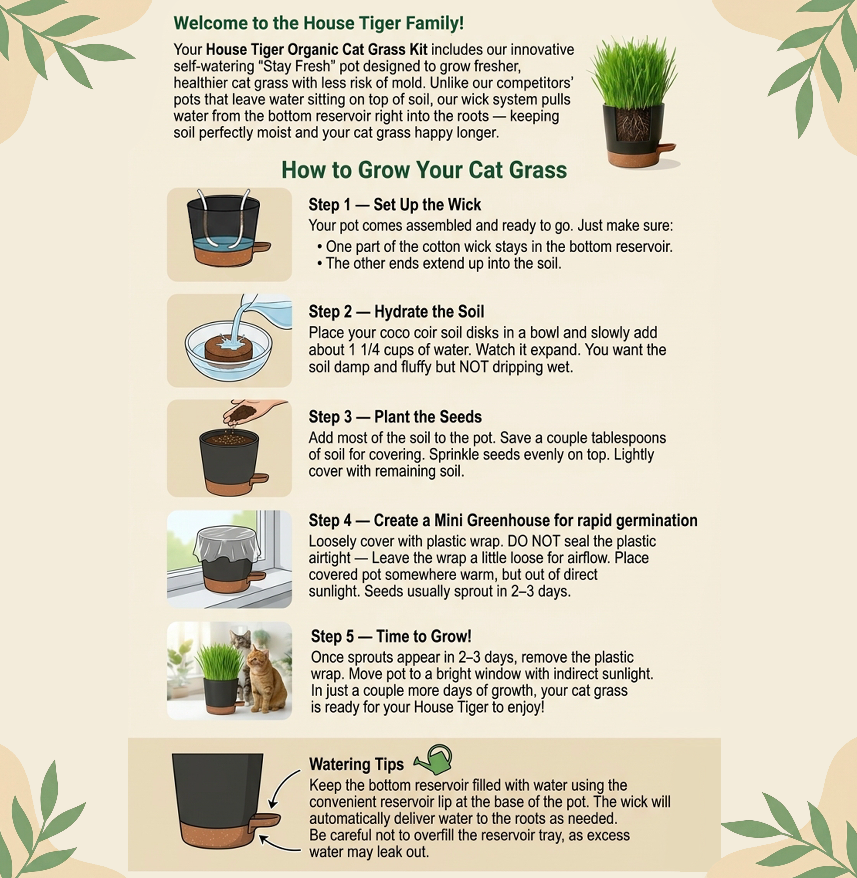 Instructions for growing cat grass with step-by-step visuals and text on a beige background.